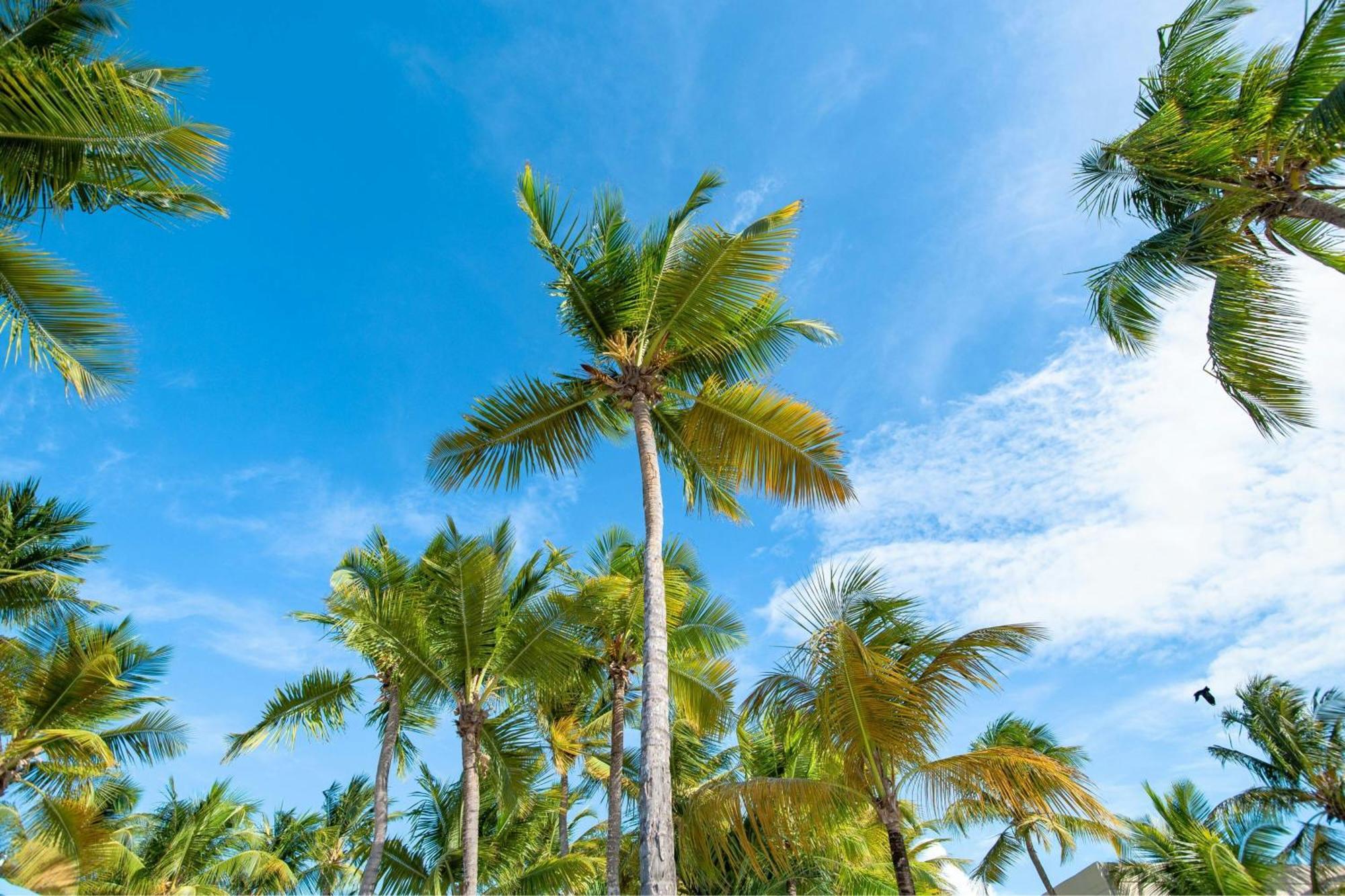 Courtyard By Marriott Isla Verde Beach Resort San Juan Extérieur photo